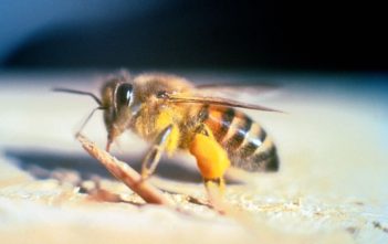 Africanized honey bee
