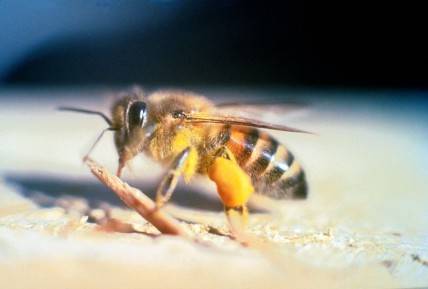 Africanized honey bee