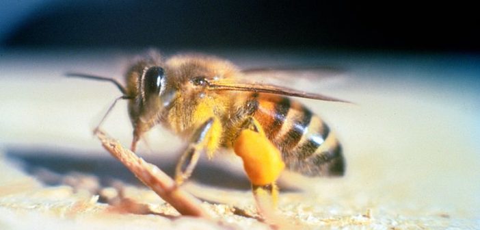 Africanized honey bee