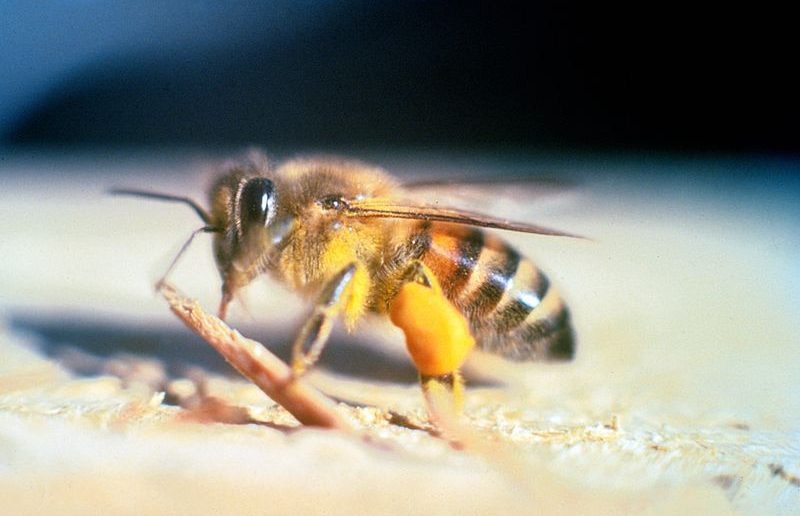 Africanized honey bee