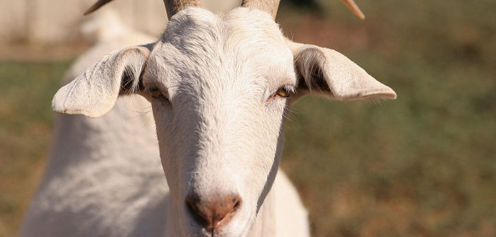 Goat