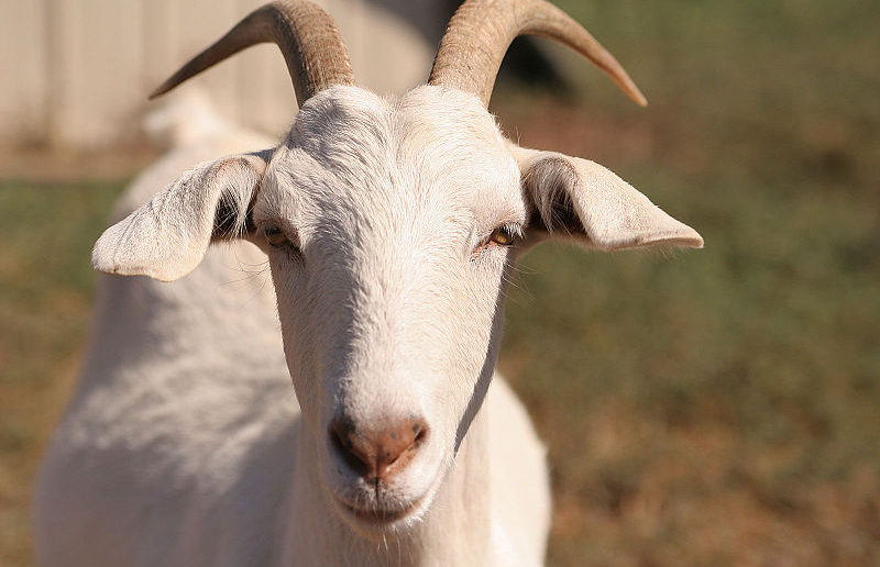 Goat