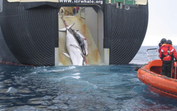Minke whale and her 1-year-old calf are dragged aboard the Nisshin Maru, a Japanese whaling vessel