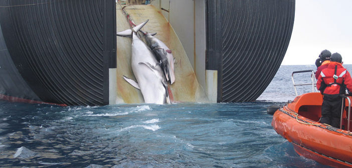 Minke whale and her 1-year-old calf are dragged aboard the Nisshin Maru, a Japanese whaling vessel