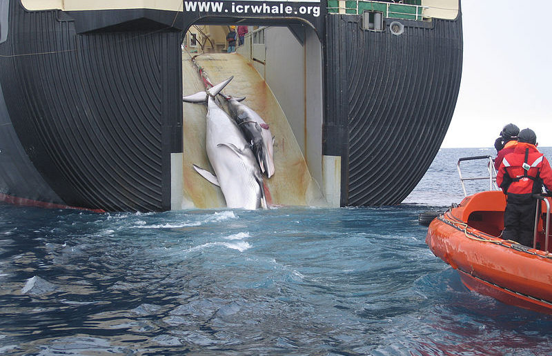 Minke whale and her 1-year-old calf are dragged aboard the Nisshin Maru, a Japanese whaling vessel