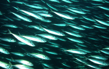 Mackerel