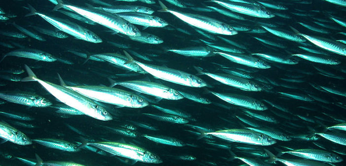 Mackerel