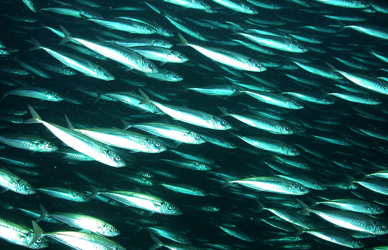 Mackerel