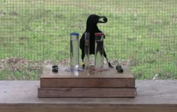 New Caledonian crow completing task