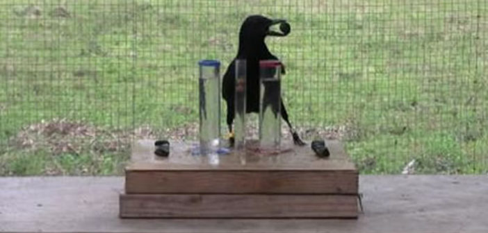 New Caledonian crow completing task