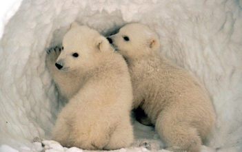 Polar bear cubs