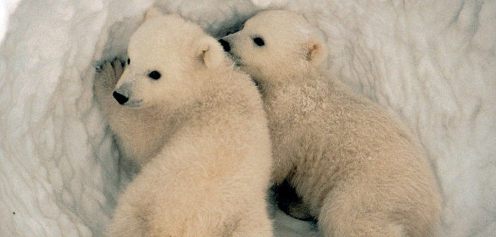 Polar bear cubs