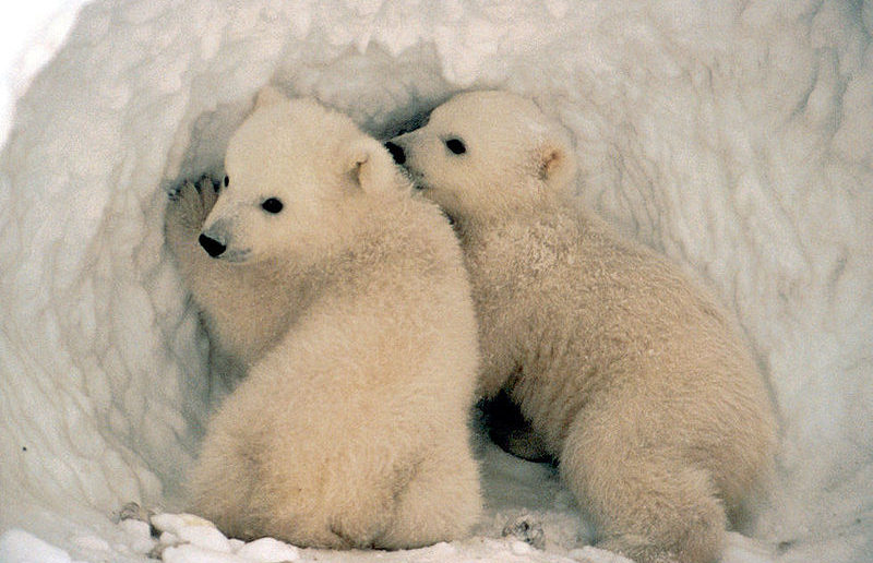 Polar bear cubs