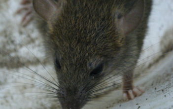 Rat