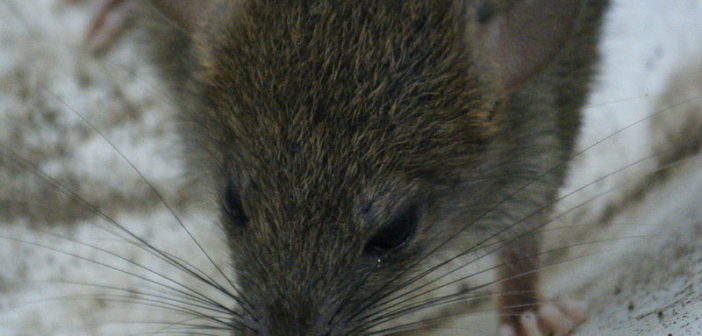 Rat
