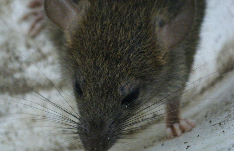 Rat