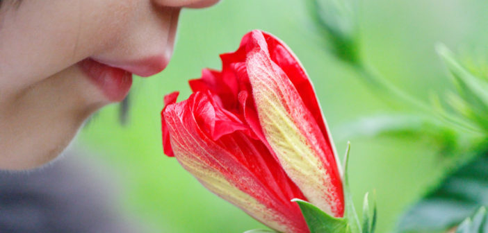 Smell