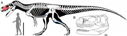 Torvosaurus gurneyi. Image courtesy of Torvosaurus gurneyi Hendrickx & Mateus 2014/PLOS One