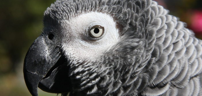 African Grey parrot