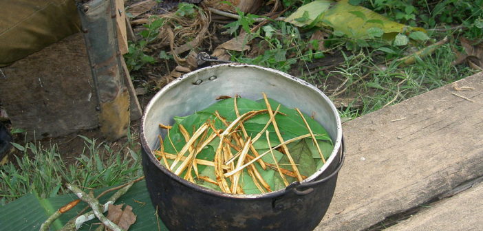 Ayahuasca