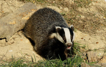 Badger