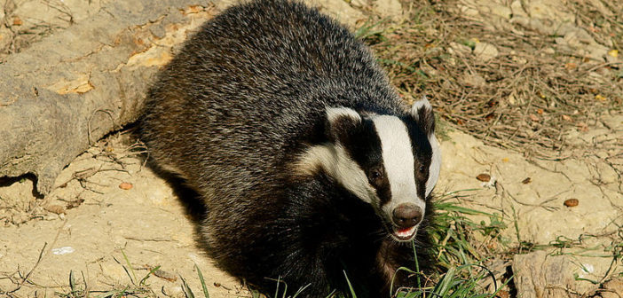 Badger