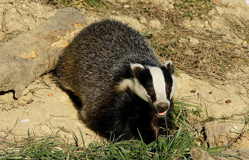 Badger