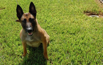 Belgian Malinois dog