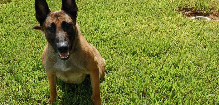 Belgian Malinois dog