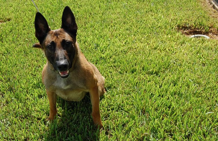Belgian Malinois dog