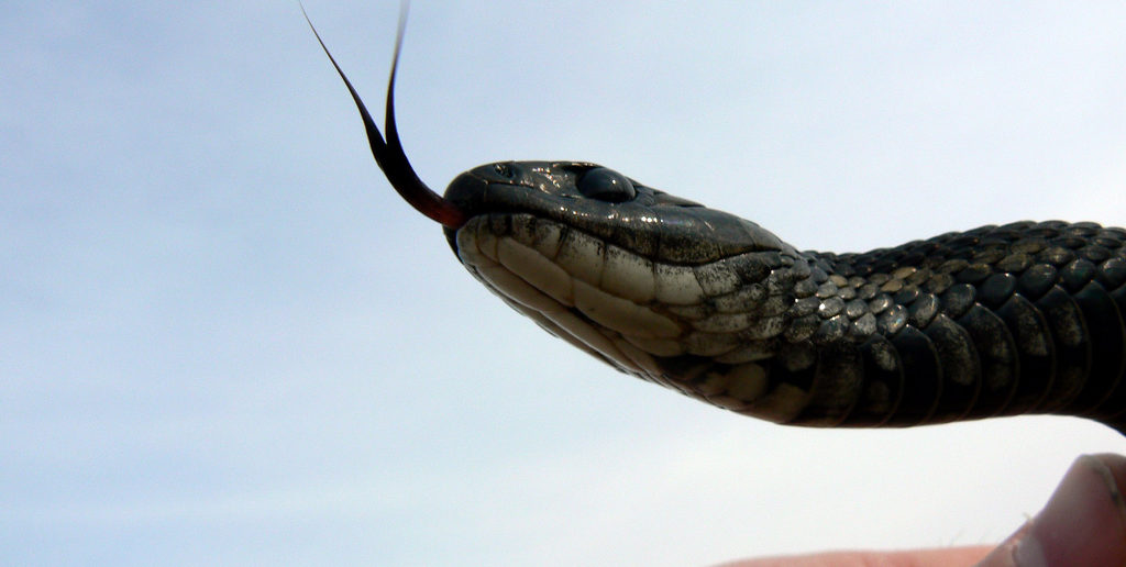 Black garter snake
