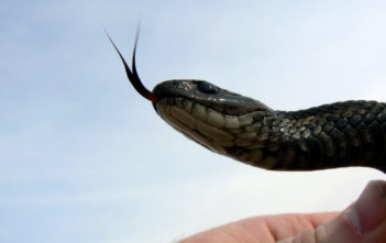 Black garter snake