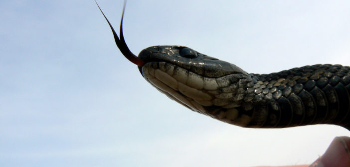Black garter snake