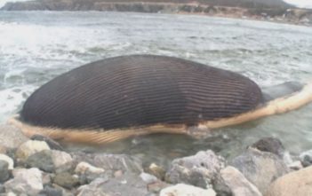 Bloated whale may explode