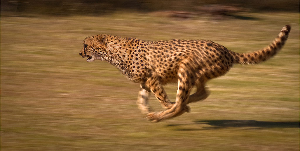 Cheetah