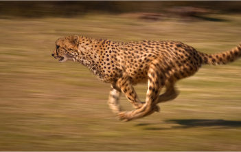 Cheetah