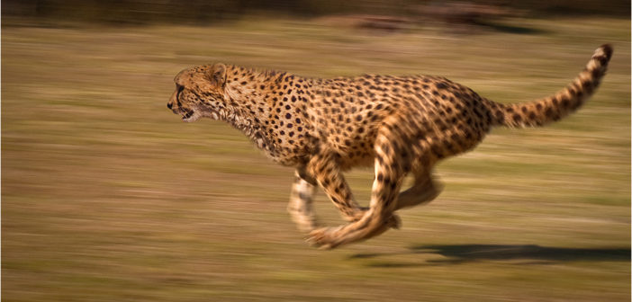 Cheetah