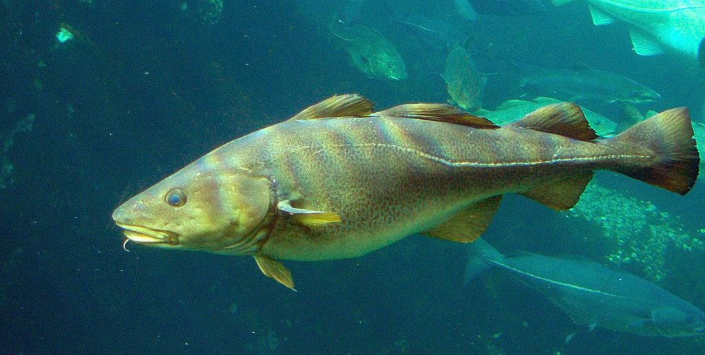 Cod