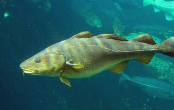 Cod