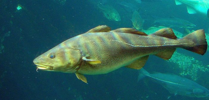Cod