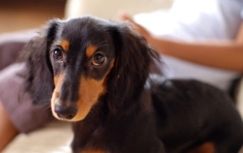 Dachshund puppy