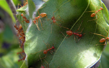 Fire ants