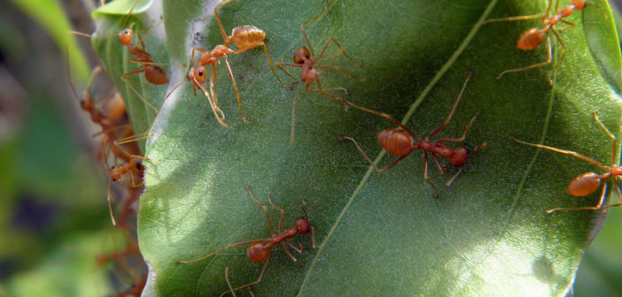 Fire ants