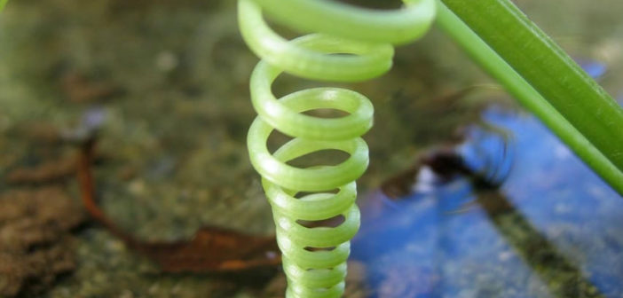 Helix in nature