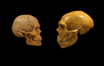 Homo sapien and Neanderthal skulls