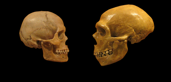 Homo sapien and Neanderthal skulls
