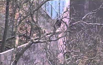 Chimpanzees escape Kansas City Zoo