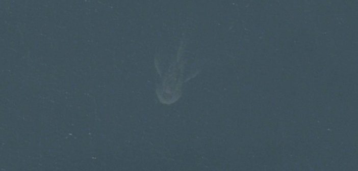 Loch Ness Monster spotted on Apple Maps
