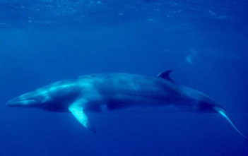 Minke whale