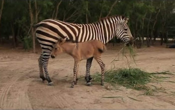 Zonkey born at Mexico zoo